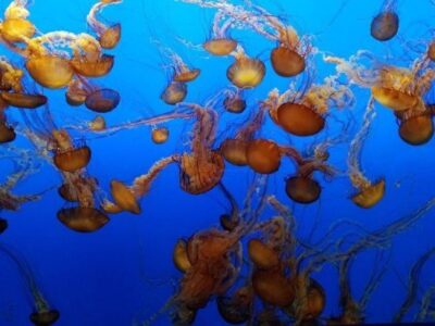 Earth Law Center Speaking at EARTHx, the World’s Largest Environmental Conference Image